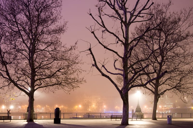 Bare plane trees on a fog-lit riverside walk at night, lamps glowing warm