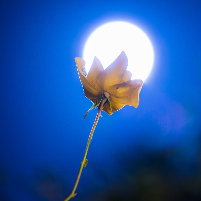 A white rose backlit by the full moon in a deep blue night sky