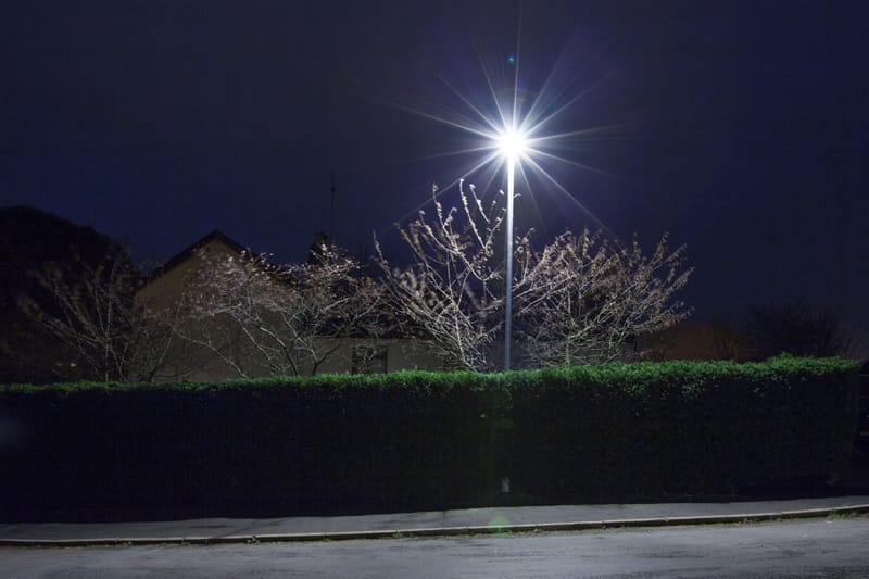 A blossoming tree caught in lamplight above a hedge at night, Newton Abbot