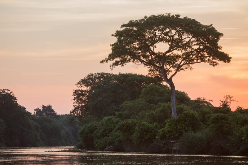 A broad tree silhouetted at sunset above a jungle riverbank