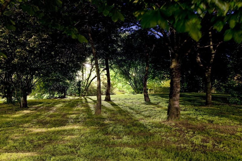Beams of light through park trees at night, shadows striping the grass