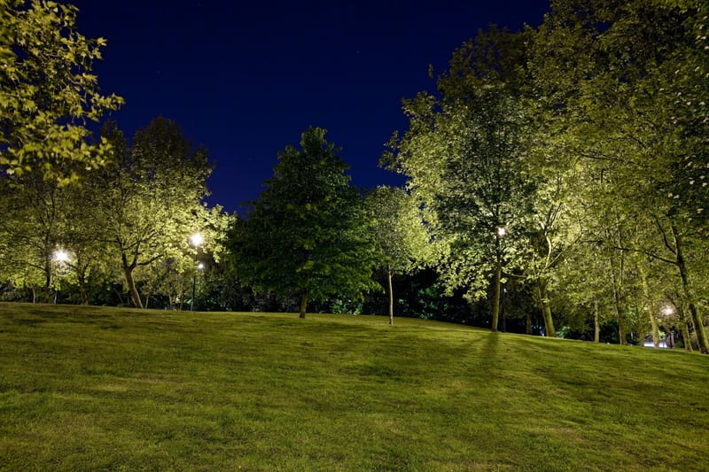 Park lawn and trees under a deep blue night sky
