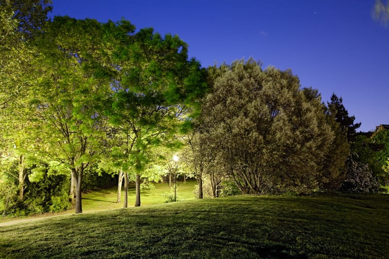 Trees on a night lawn under a blue sky, one crown catching green lamplight