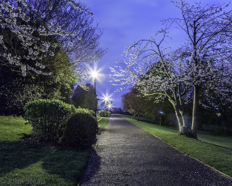 Blossoming trees glowing above a park path under lamplight at night