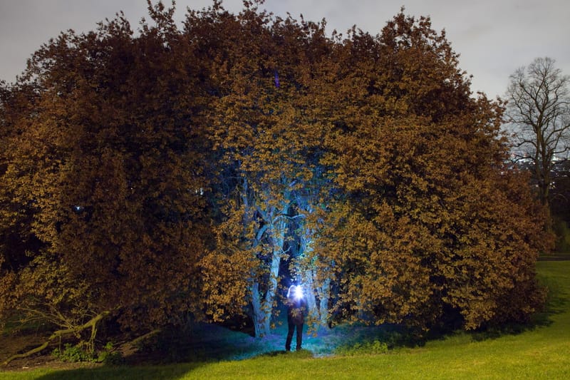 A copper beech lit from within by torchlight, a figure beneath it at night