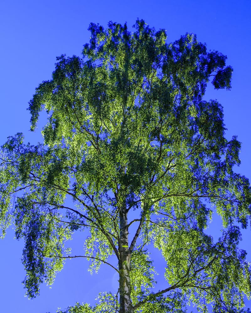 A birch tree glowing green against a deep blue night sky