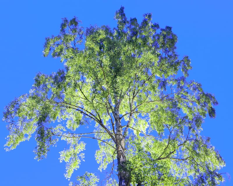 A tree crown lit from below against a bright blue night sky