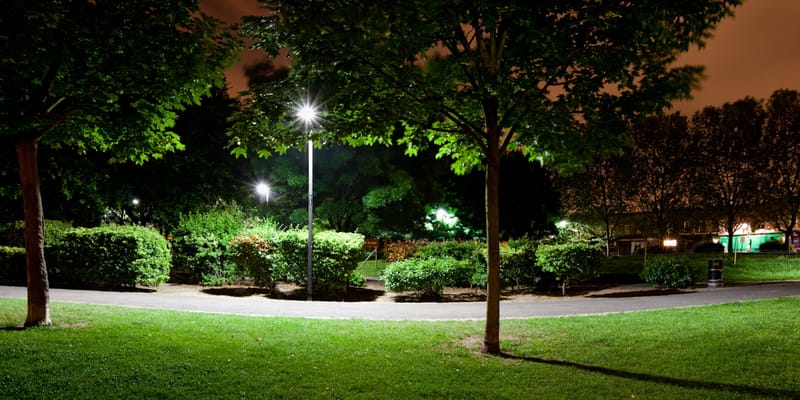 A young tree lit by a lamp on a park green at night, the path curving away